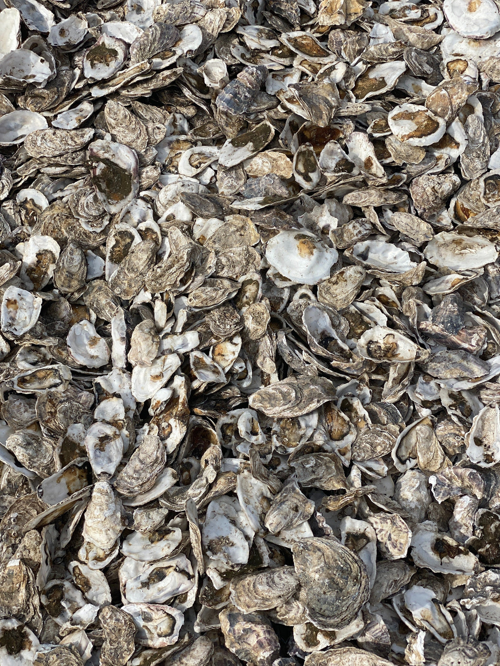 Oceanex poo bags roll, made with oyster shell extract